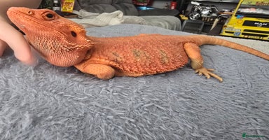 Bearded Dragon reptiles - Advert 7