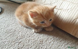 Mixed Breed cats for sale: Adorably beautiful kitten - Image 14