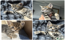 Mixed Breed cats for sale: Kittens  - Image 1