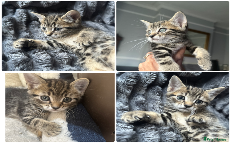 Mixed Breed cats - Advert 14