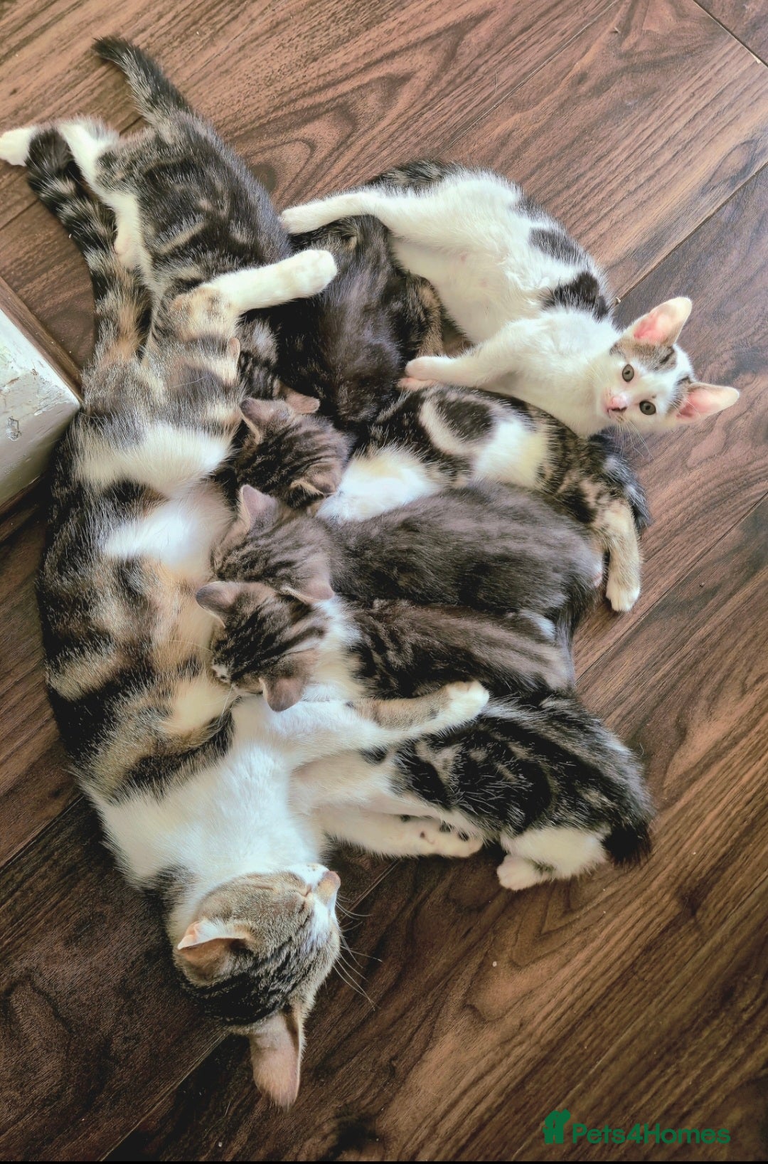 Mixed Breed cats for sale: Adorable 7 Mixed Breed Kittens 🐾 - Image 1