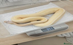 Python Snake reptiles for sale: Royal python  - Image 2