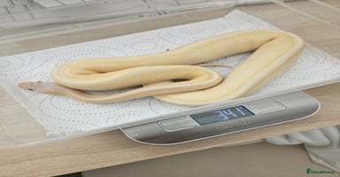 Python Snake reptiles - Advert 6