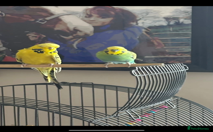 Budgerigars birds - Advert 2
