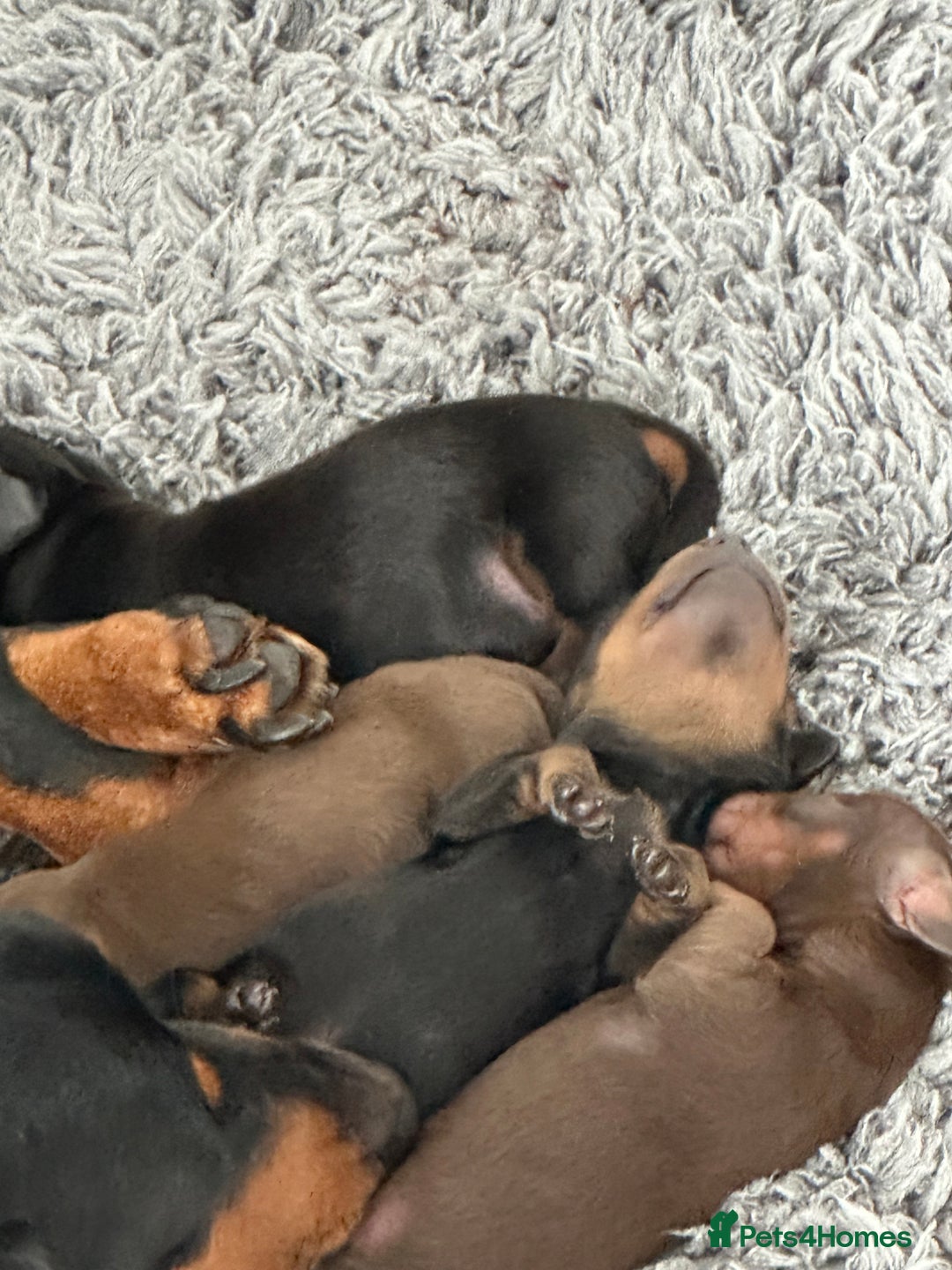 Miniature Dachshund dogs for sale: Stunning KC reg PRA clear Mini Dachshund puppies - Image 21
