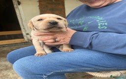 Labrador Retriever dogs for sale: Labrador retriever puppies  - Image 3