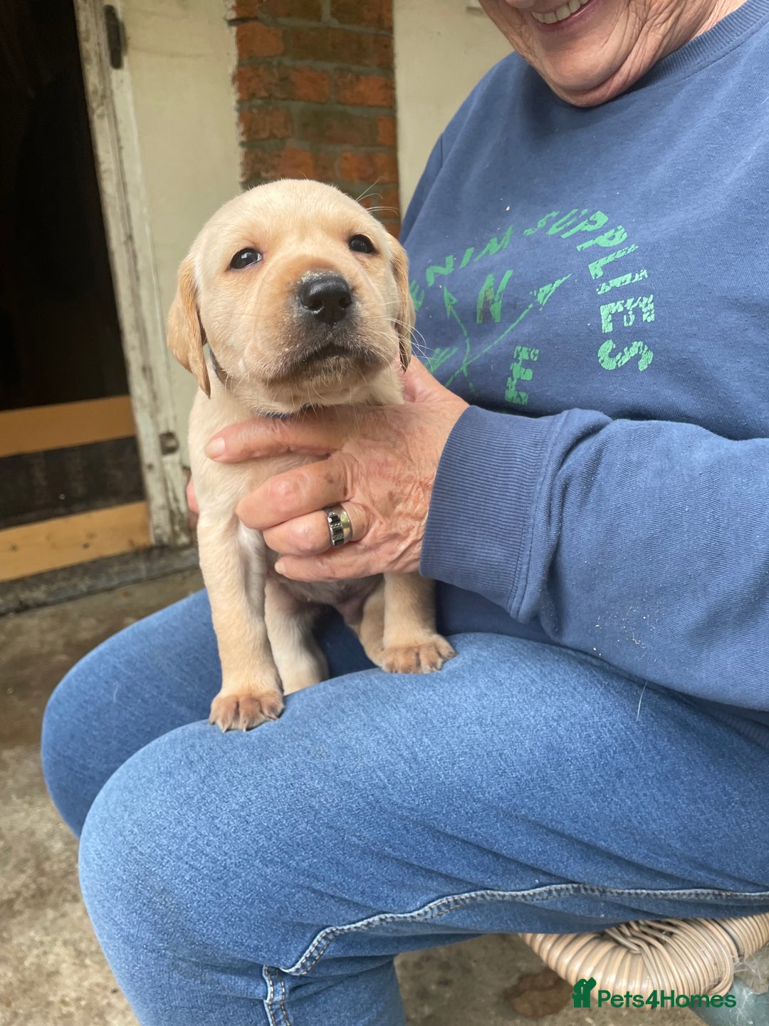 Labrador Retriever dogs for sale: Labrador retriever puppies  - Image 3