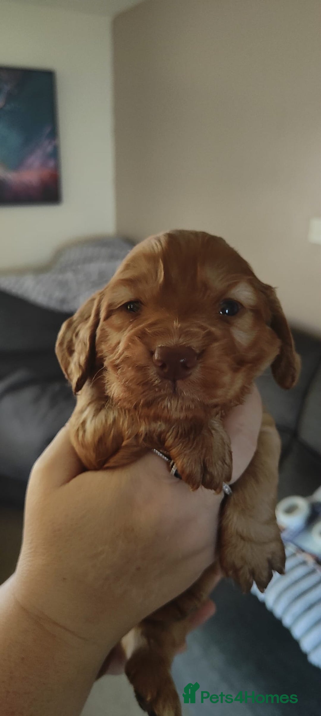 Cocker Spaniel dogs for sale: Gorgeous Cocker Spaniel pups  - Advert 10