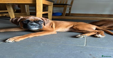 Boxer dogs - Advert 8