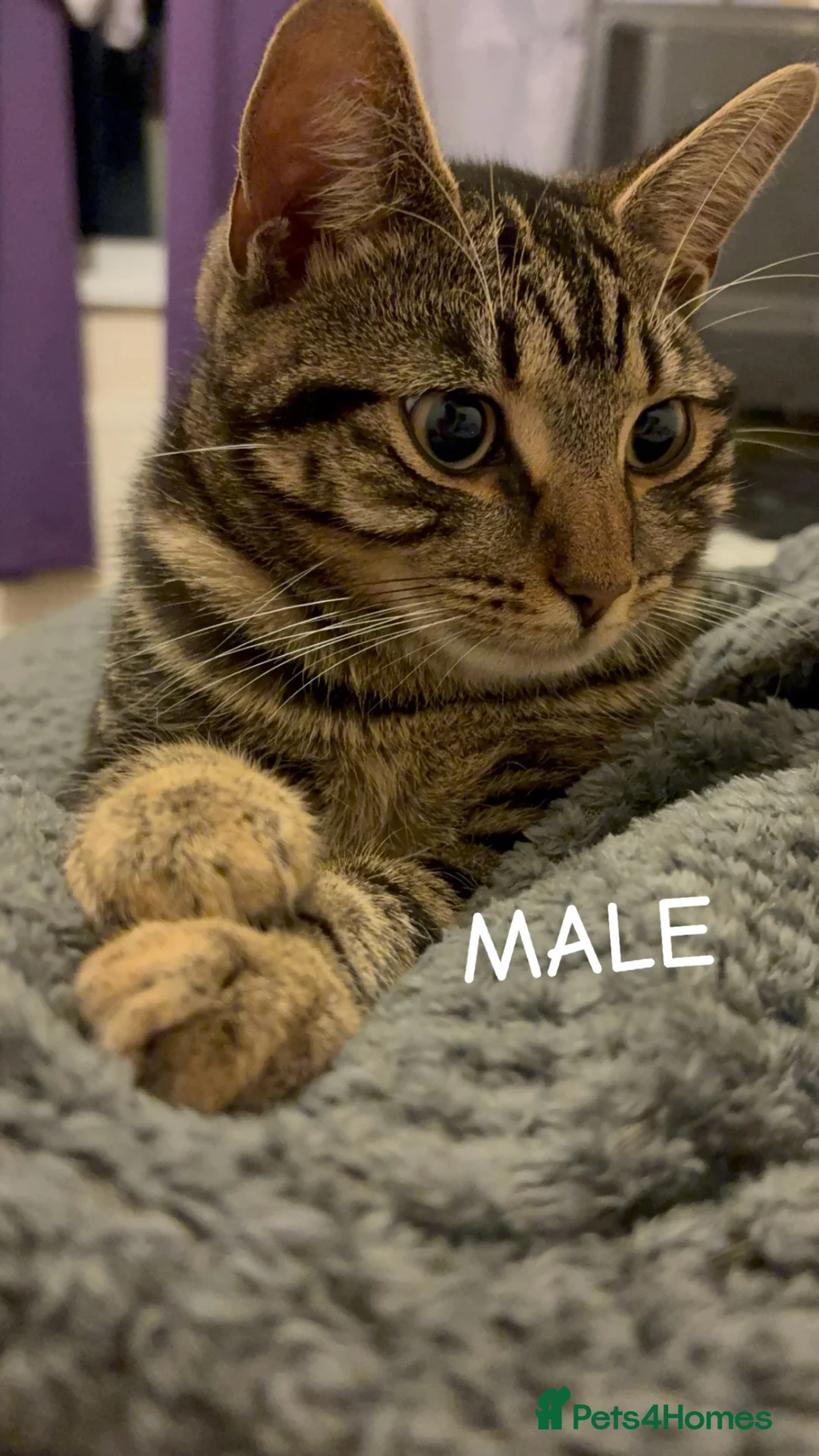 Mixed Breed cats for sale: Male and Female cat in Harwich - Advert 2