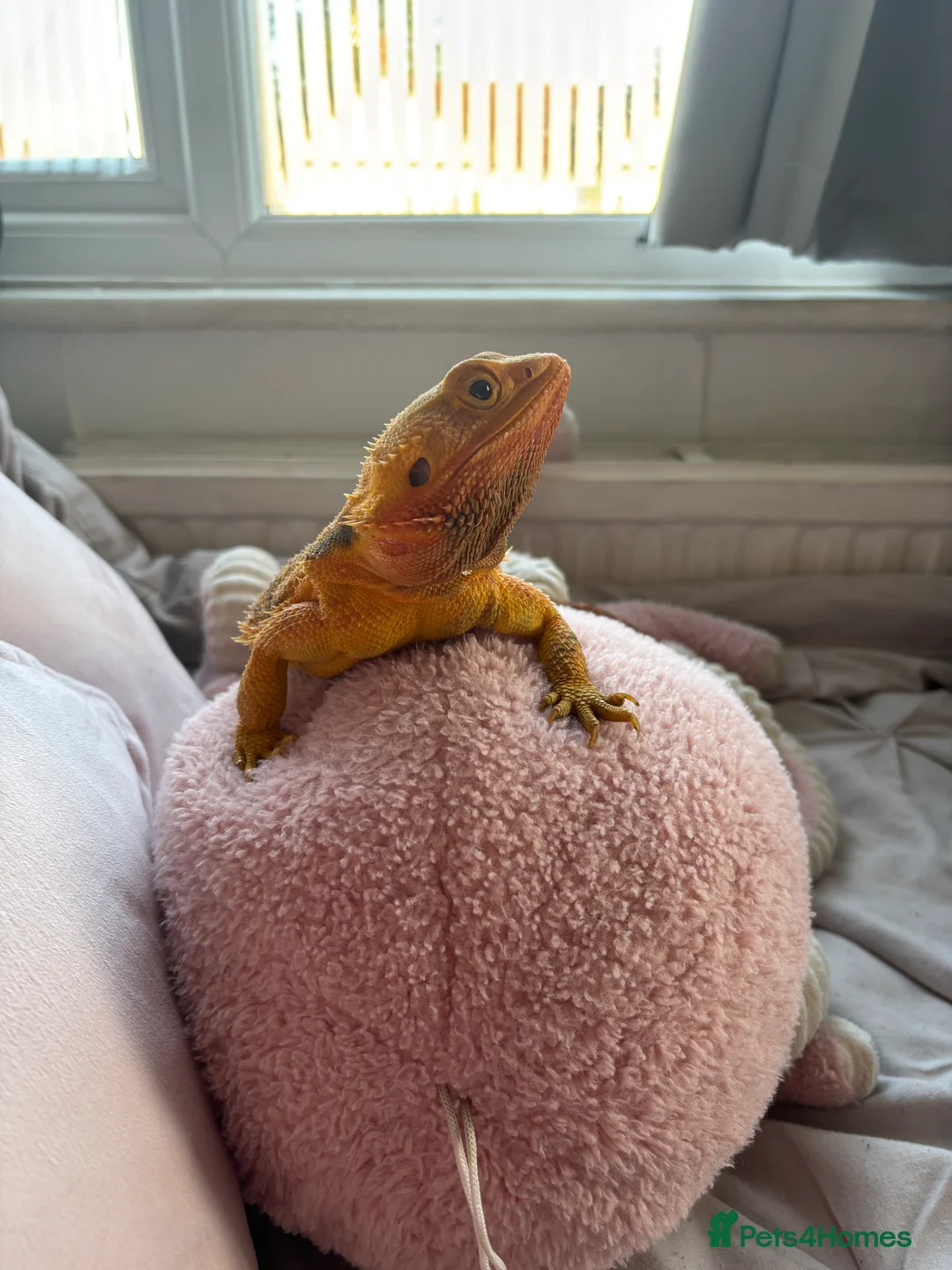 Bearded Dragon reptiles for sale: Beautiful Bearded Dragon Female - Advert 6