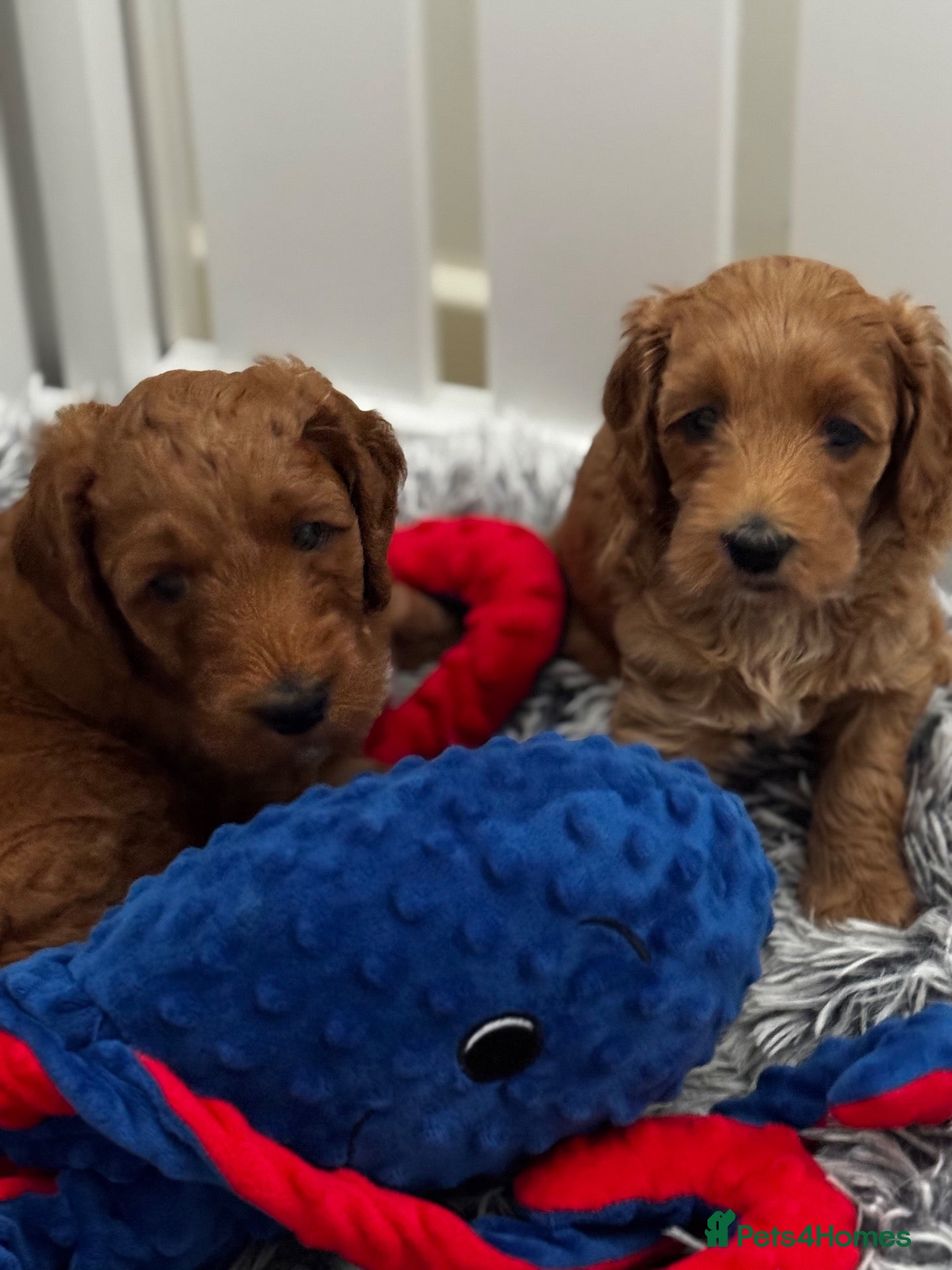 Mini Goldendoodle dogs Teddy Bear Look - Advert 1