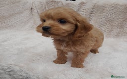Cavapoo dogs for sale: Beautiful F1 Cavapoo Pups  - Image 11