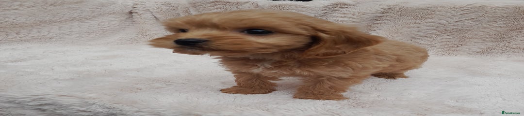 Cavapoo Puppy 1