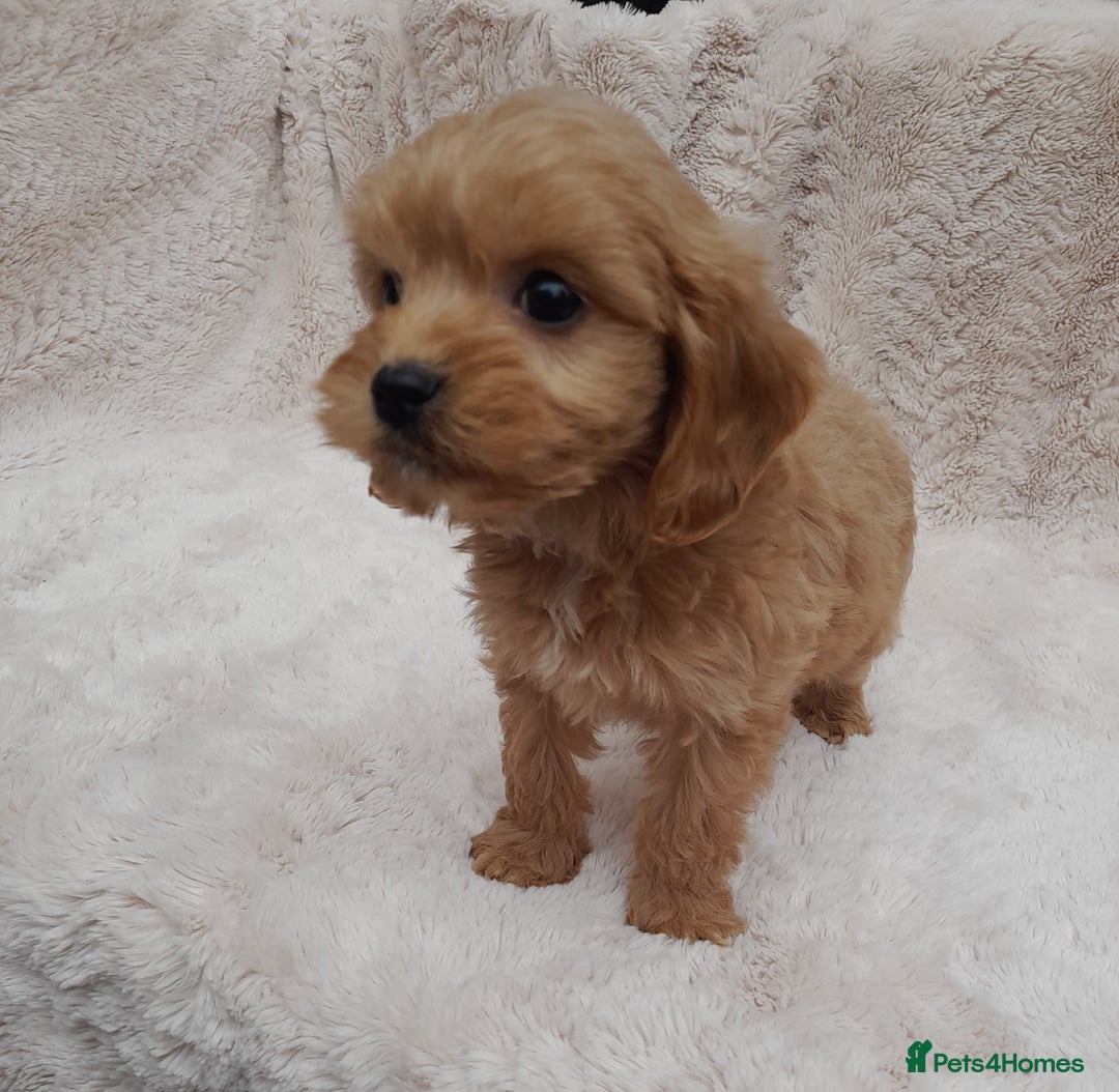 Cavapoo dogs for sale: Beautiful F1 Cavapoo Pups  - Image 11