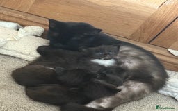 Domestic Shorthair cats for sale: Male and female kittens  - Image 7