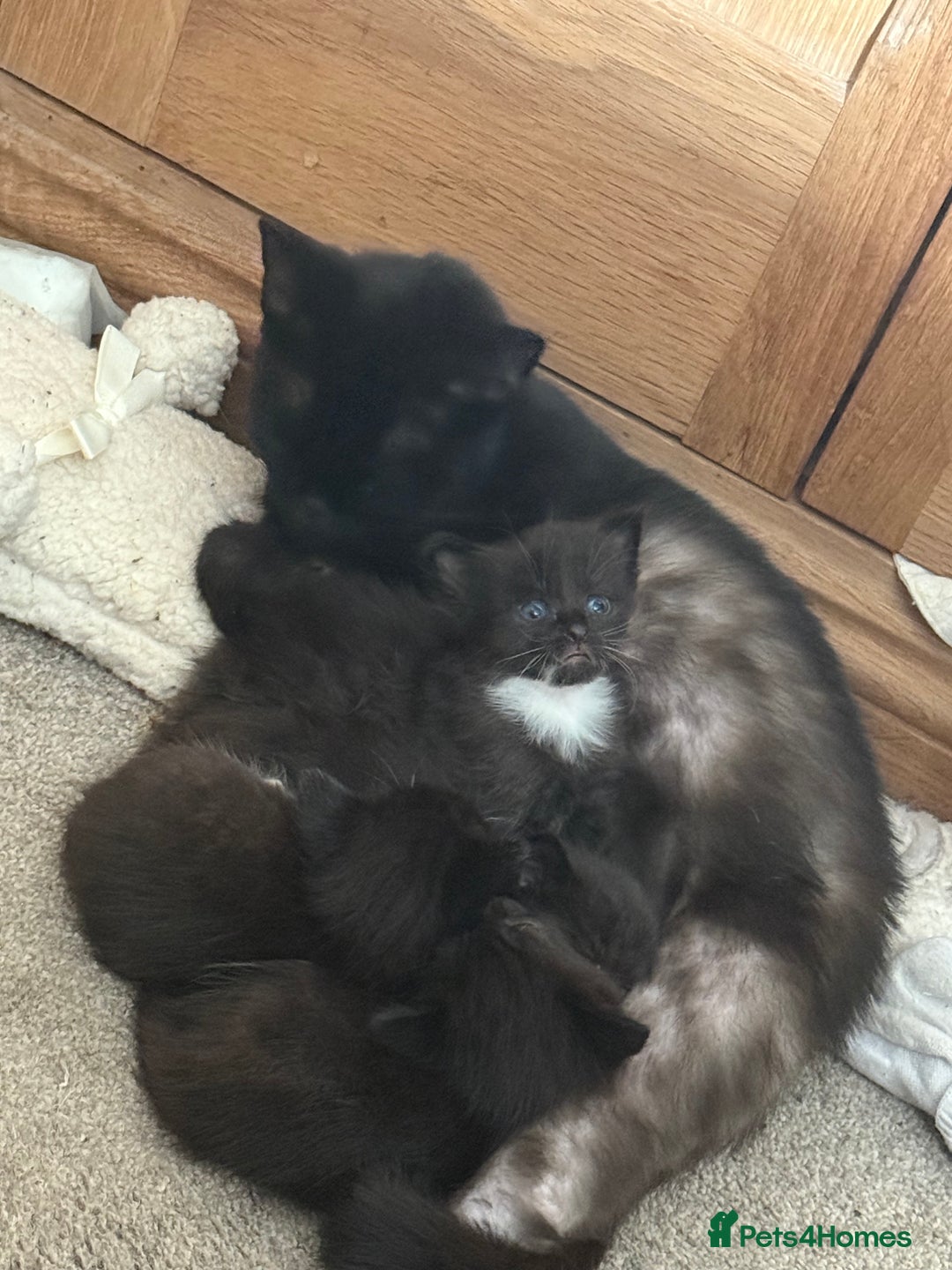 Domestic Shorthair cats for sale: Male and female kittens  - Image 7