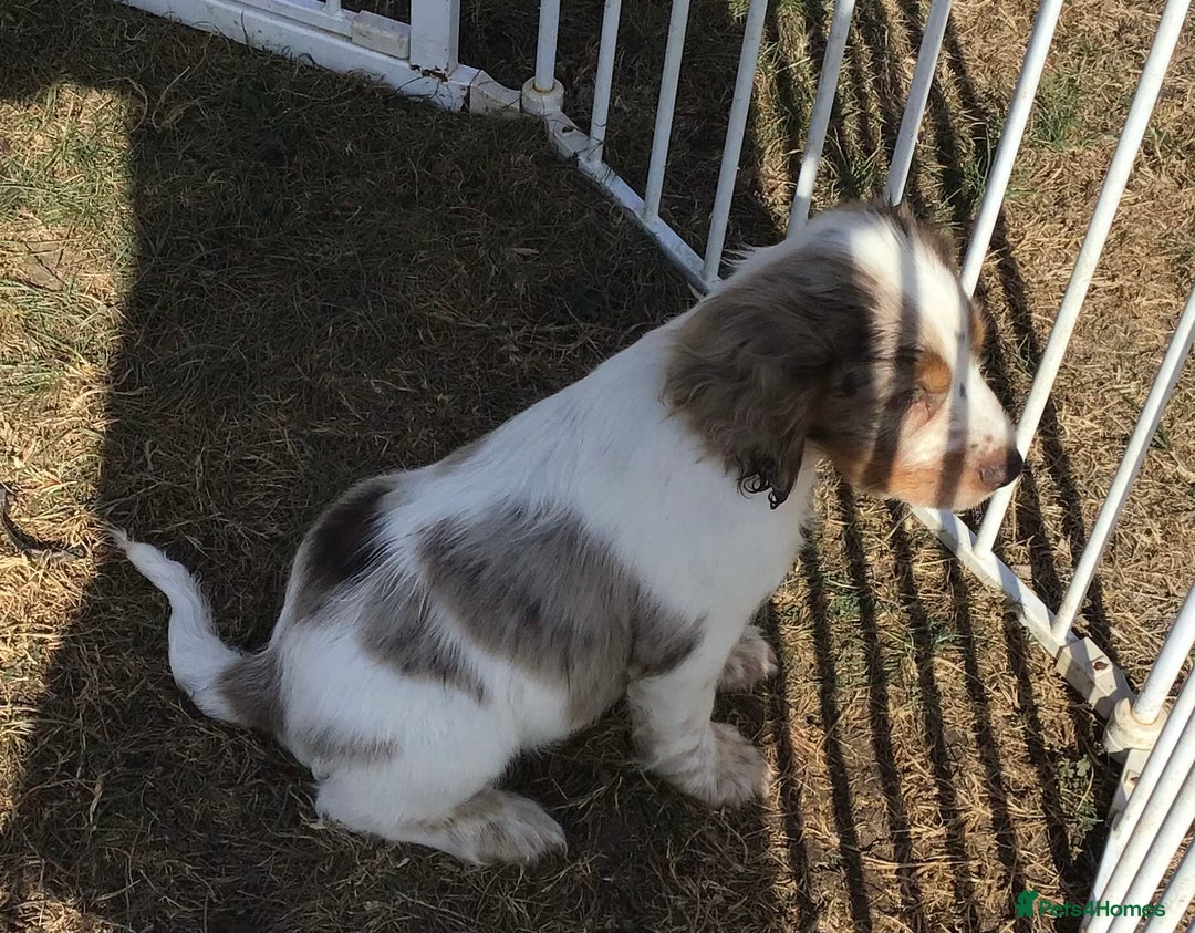 Cocker Spaniel dogs for stud: MERLIN…FOR STUD ONLY - Advert 12