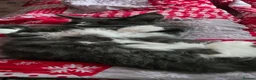 Maine Coon cats for sale: Maincoon kittens two female 2 male  in Bridgend - Advert 8