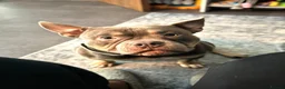 American Bully dogs for sale: Pocket bully  - Advert 6