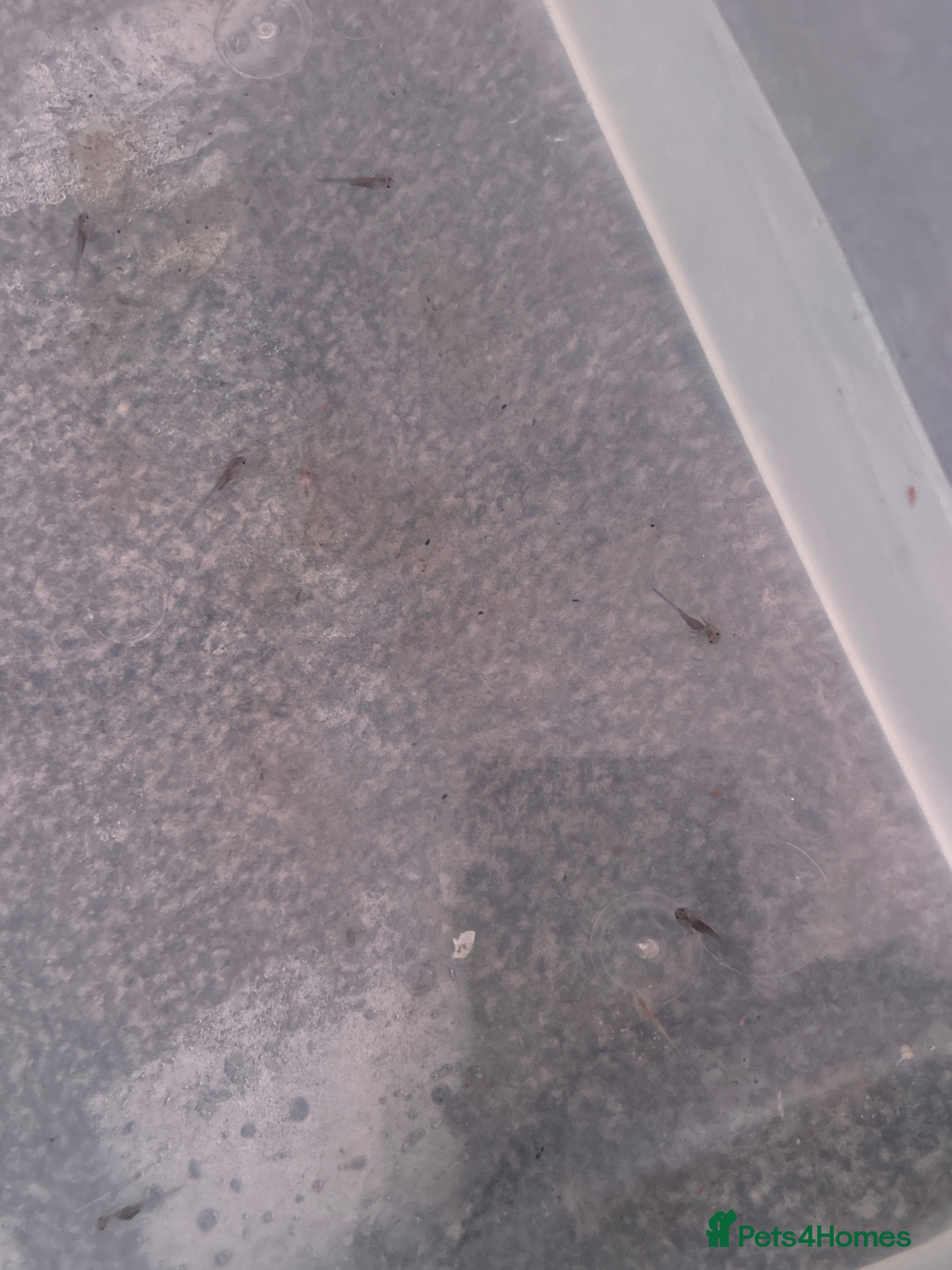 Axolotl reptiles Axolotl hatchlings  - Advert 1