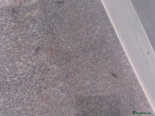 Axolotl reptiles Axolotl hatchlings - Advert 3