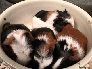 Guinea Pig rodents 4 baby Guinea pigs ready from Christmas Eve - Advert 4
