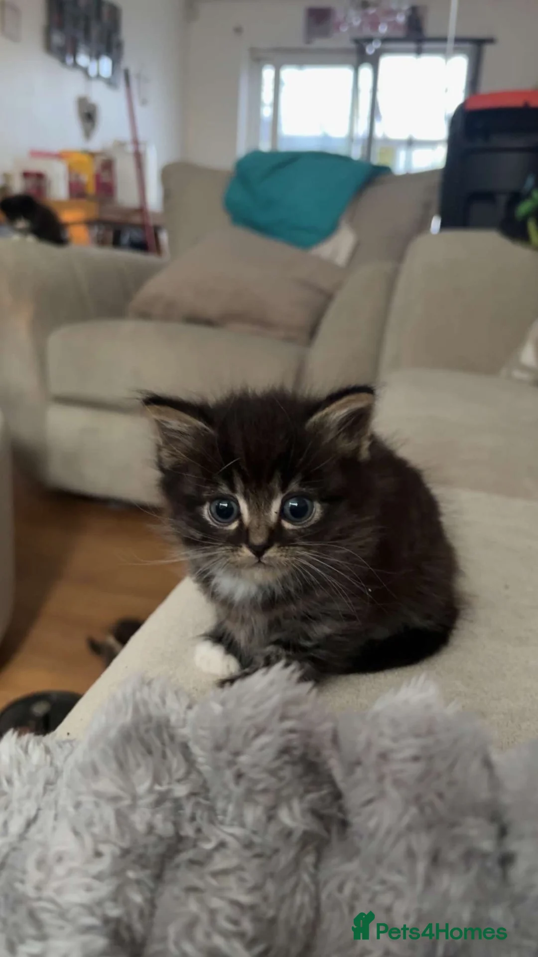 Mixed Breed cats for sale: Kittens for sale  in Birmingham - Advert 8