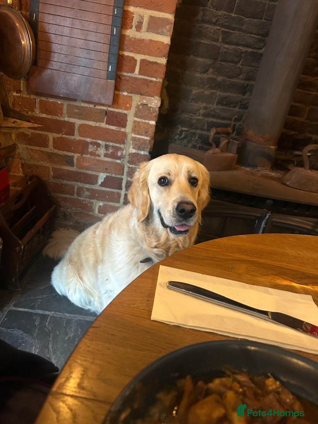 Golden Retriever dogs for sale: Gorgeous Show Type Golden Retrievers - Image 24