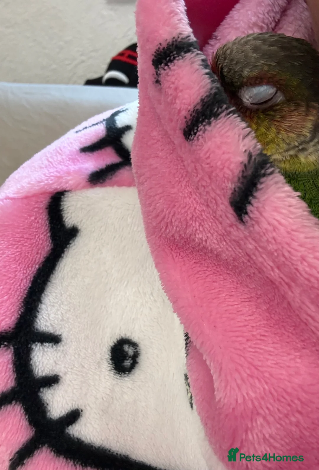 Conures birds for sale: 9 weeks old hand reared and super tamed baby  - Advert 2