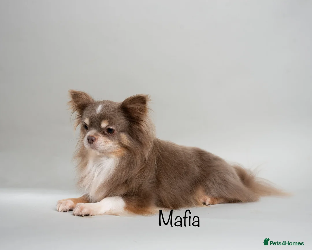 Chihuahua dogs for stud: Lilac and tan Russian import stud dog DNA tested in Rotherham - Advert 2