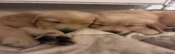 Golden Retriever dogs for sale: Red golden retrievers  in Doncaster - Advert 6