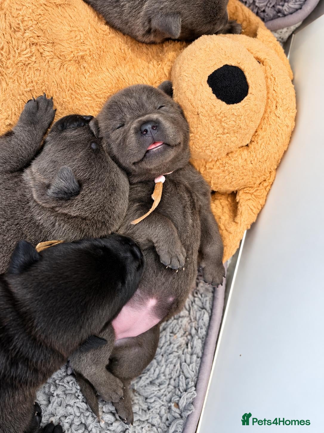 Mixed Breed dogs Chaffy puppies  - Advert 4