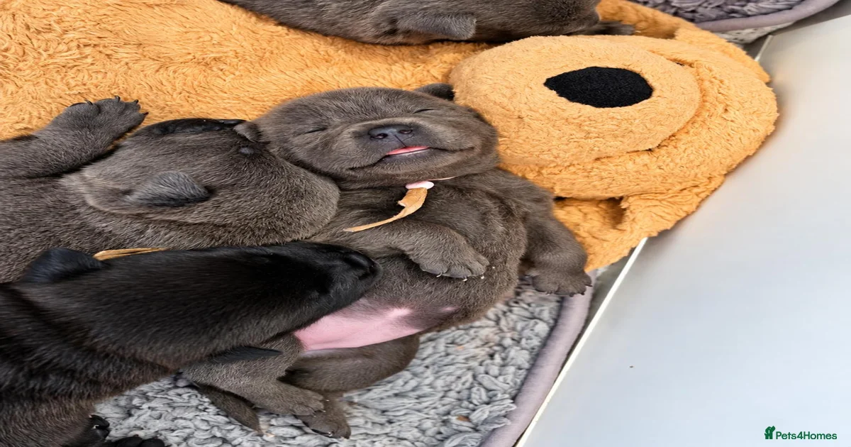 Staff Mixed Breed Puppies for sale | Pets4Homes