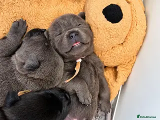 Mixed Breed dogs Chaffy puppies - Advert 2