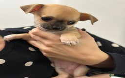 Chihuahua dogs for sale: Pure bred Chihuahua puppies - Image 4
