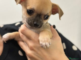 Chihuahua dogs Purebred Chihuahua puppies - Advert 13