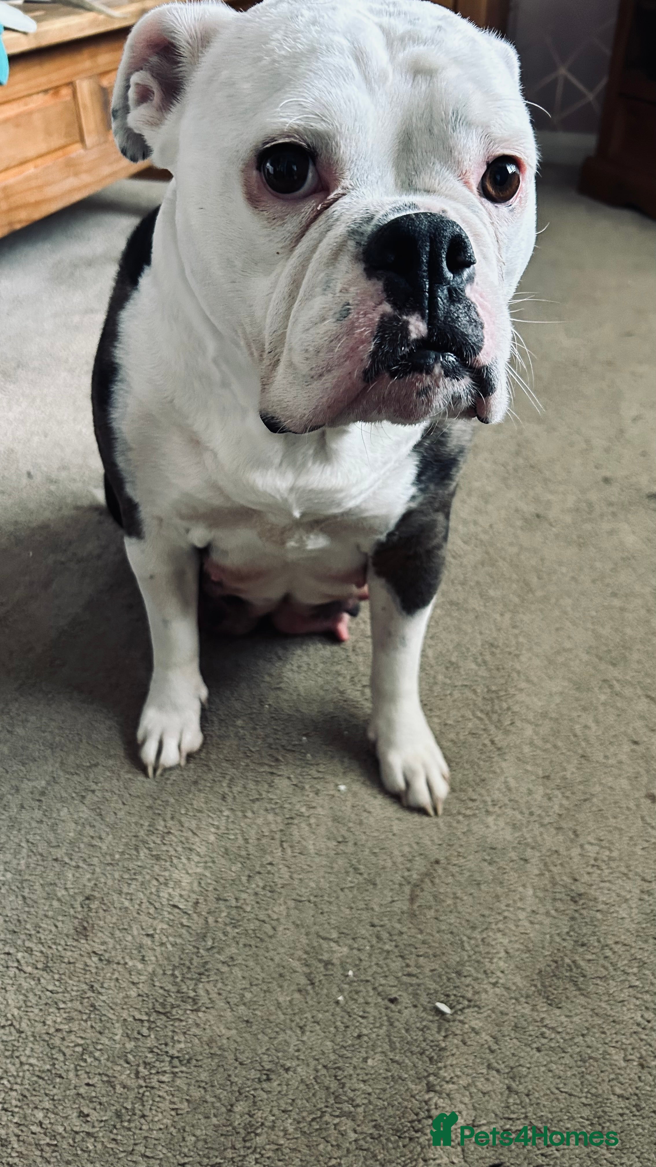 Old Tyme Bulldog dogs Old Tyme English Bulldog  - Advert 19