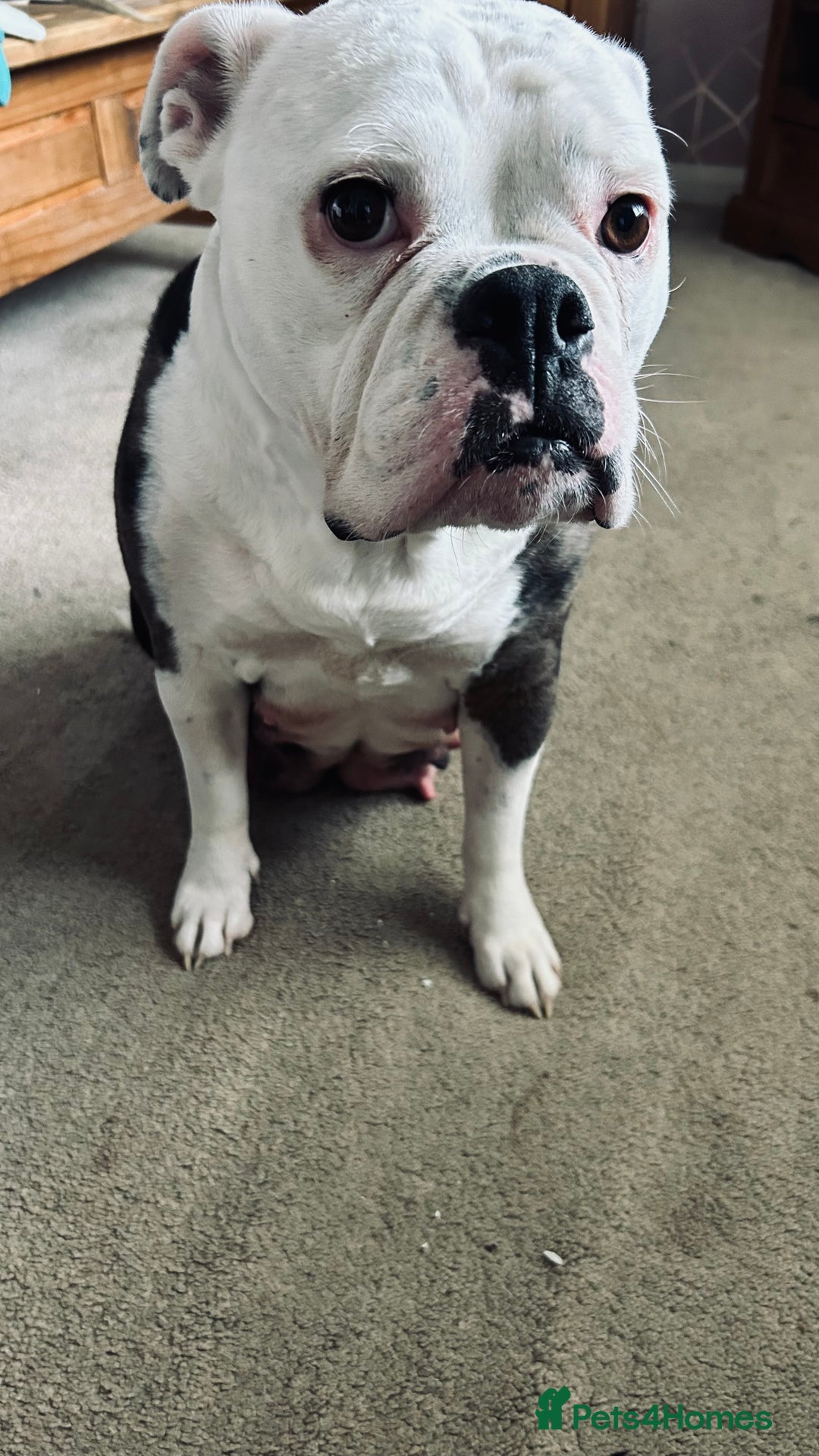 Old Tyme Bulldog dogs for sale: Old Tyme English Bulldog  - Advert 1