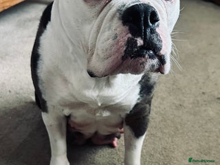 Old Tyme Bulldog dogs - Advert 1