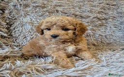 Cavapoo dogs for sale: 1 GIRL LEFT! 😍 BEAUTIFUL F1B CAVAPOO PUPS  in Southport - Image 4