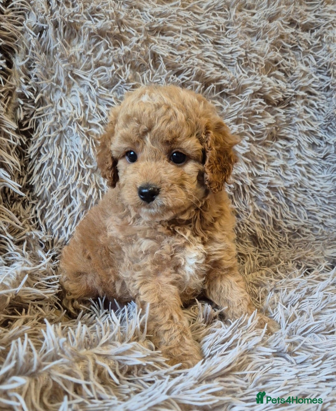 Cavapoo dogs for sale: 1 GIRL LEFT! 😍 BEAUTIFUL F1B CAVAPOO PUPS  in Southport - Image 4
