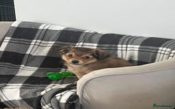 Mixed Breed dogs for sale: X2 Dauchshund/ Pomeranian pups - Image 7