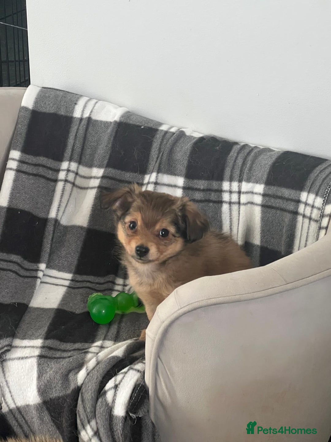 Mixed Breed dogs for sale: X2 Dauchshund/ Pomeranian pups - Image 7