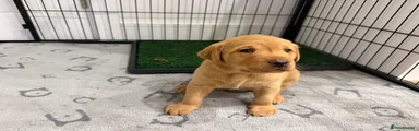  Green collar little girl 