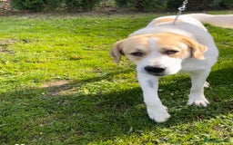 Central Asian Shepherd dogs for sale: Asian Shepherd available - Image 1