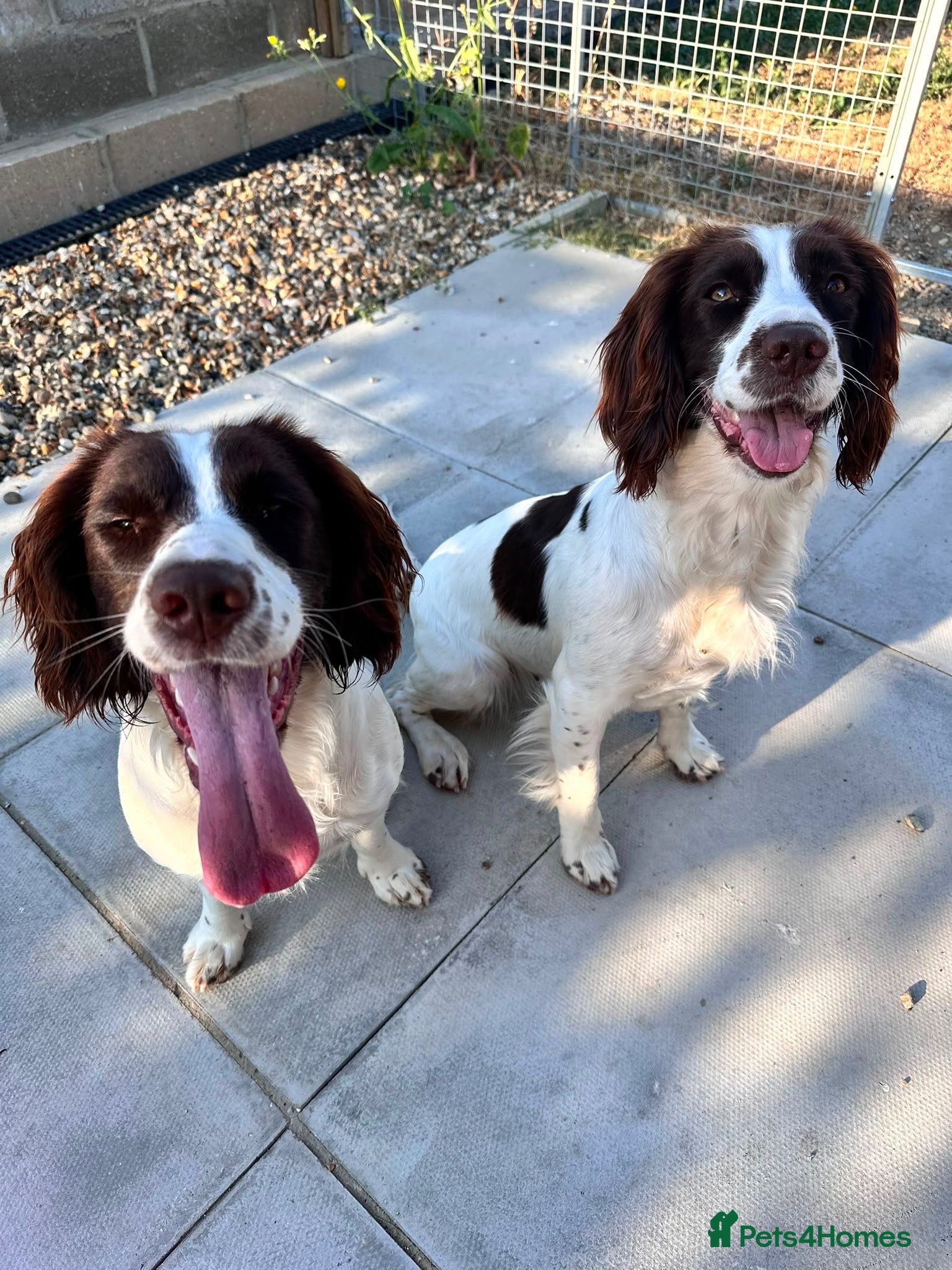 English Springer Spaniel dogs Two fabulous springer spaniels girls - Advert 2