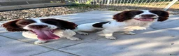 English Springer Spaniel dogs for sale: Two fabulous springer spaniels girls - Advert 2