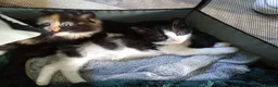 Domestic Shorthair cats for sale: Stunning litter of 4 - Advert 12