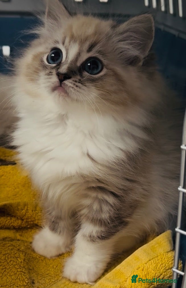 Ragdoll cats Full pedigree Champion line Ragdoll kittens ❤️😻 - Advert 2